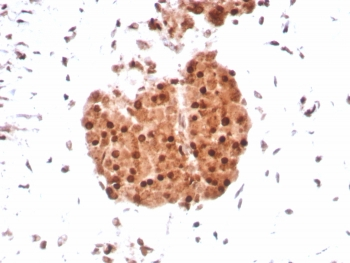 Integrase interactor 1 Antibody / SMARCB1 / BAF47