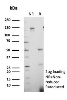 PCNA Antibody / Proliferating Cell Nuclear Antigen