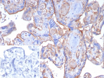 CD141 Antibody / Thrombomodulin