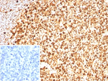 PCNA Antibody / Proliferating Cell Nuclear Antigen