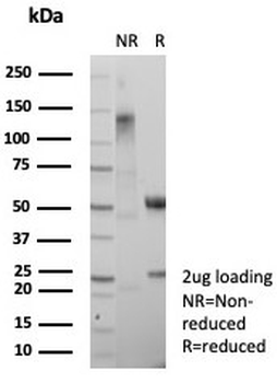PCNA Antibody / Proliferating Cell Nuclear Antigen