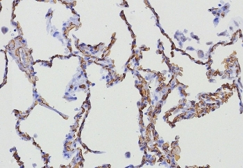 CD34 Antibody