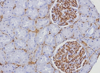 CD34 Antibody