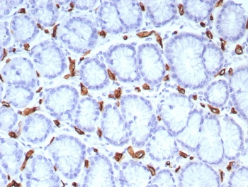CD34 Antibody