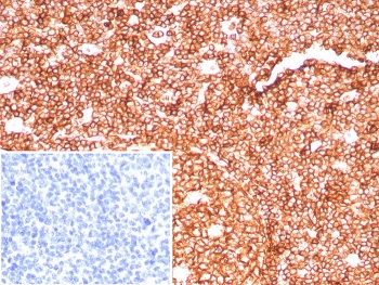CD45RA Antibody