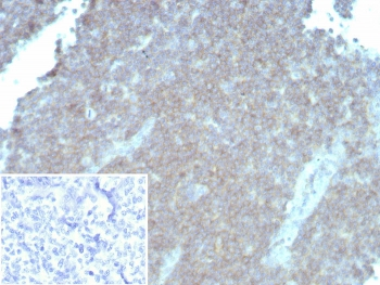 CD48 Antibody