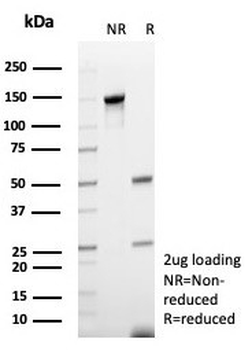 Recombinant CD48 Antibody