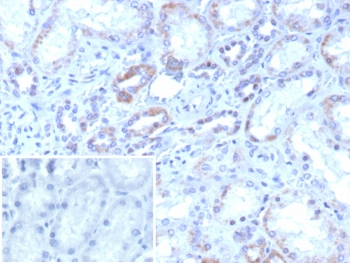 ROR gamma Antibody