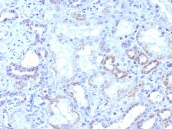 ROR gamma Antibody