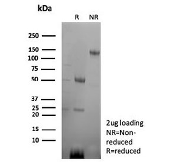 CD2 Antibody