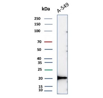 Recombinant Bax Antibody