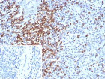 CD2 Antibody