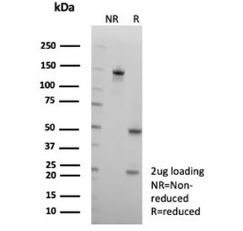 CD2 Antibody