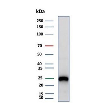 CD79a Antibody
