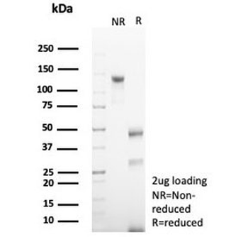 CD79a Antibody