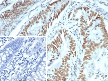 Upstream stimulatory factor 2 Antibody / USF2