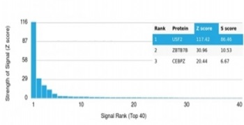 Upstream stimulatory factor 2 Antibody / USF2