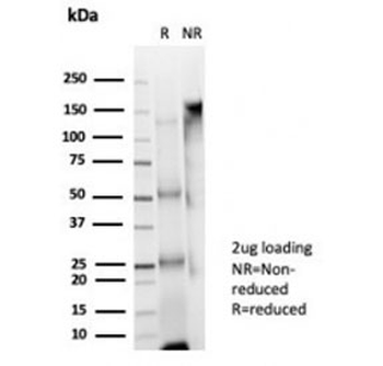 Upstream stimulatory factor 2 Antibody / USF2