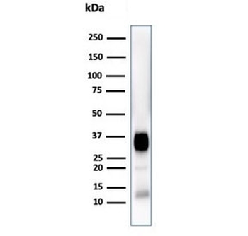 CD7 Antibody