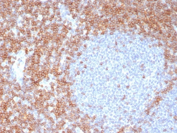 CD7 Antibody
