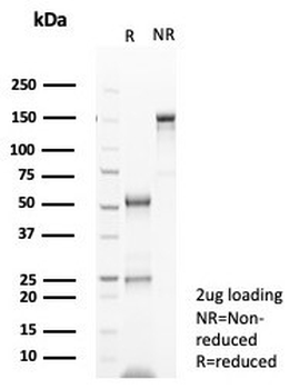 NeuN Antibody / Rbfox3 / Fox3