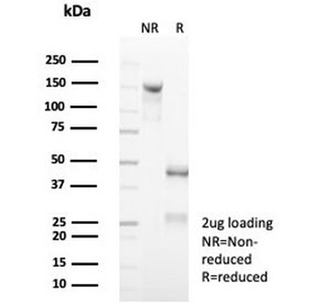 CD7 Antibody