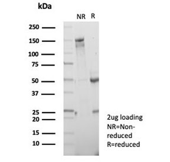 CD7 Antibody