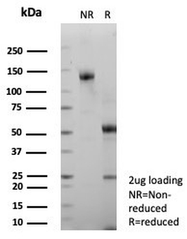 PECAM-1 Antibody / CD31