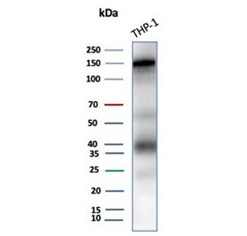 CD31 Antibody / PECAM-1