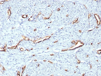 CD31 Antibody