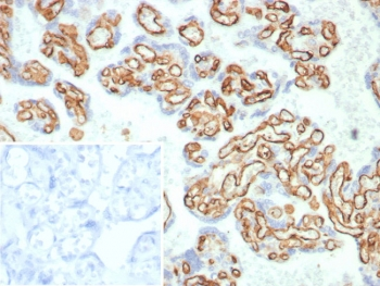 CD31 Antibody