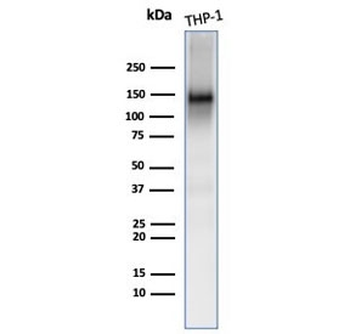 CD31 Antibody / PECAM-1