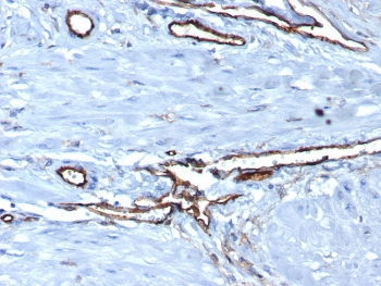 CD31 Antibody / PECAM-1