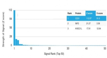 CD31 Antibody / PECAM-1