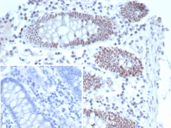TBX21 Antibody / T-bet