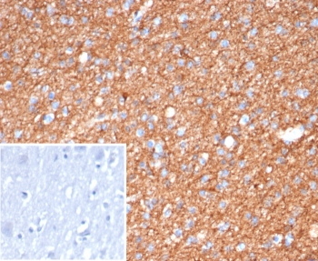 GFAP Antibody / Glial Fibrillary Acidic Protein