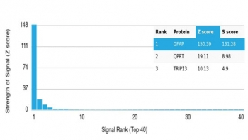 GFAP Antibody / Glial Fibrillary Acidic Protein