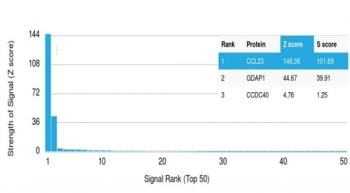 MPIF-1 Antibody / CCL23 / Myeloid Progenitor Inhibitory Factor 1