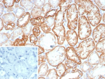 Ksp-Cadherin Antibody / CDH16