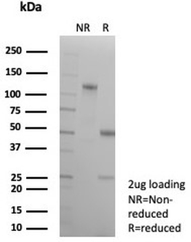 Ksp-Cadherin Antibody / CDH16