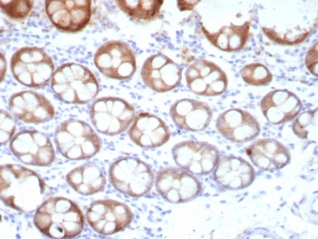 Estrogen Inducible Protein pS2 / TFF1 Antibody