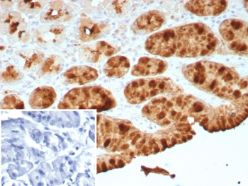 Recombinant pS2 Antibody / Estrogen Inducible Protein pS2 / TFF1