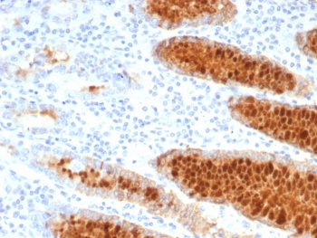 Estrogen Inducible Protein pS2 / TFF1 Antibody