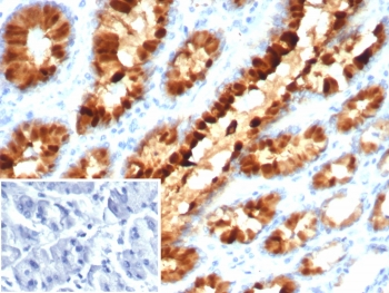 Estrogen Inducible Protein pS2 / TFF1 Antibody