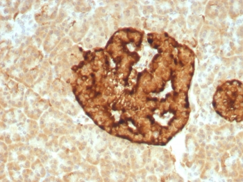 CGA Antibody / CHGA / Chromogranin A