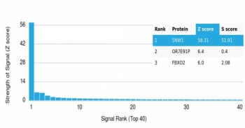 SKIP Antibody / SNW1 / NCoA-62