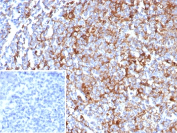CD63 Antibody / LAMP-3