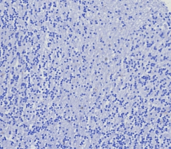 CD4 Antibody