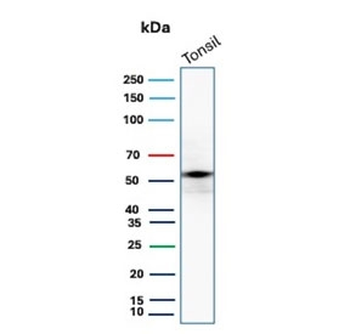 CD4 Antibody
