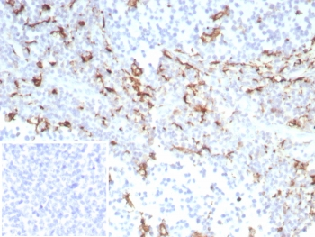 Recombinant CD163 Antibody